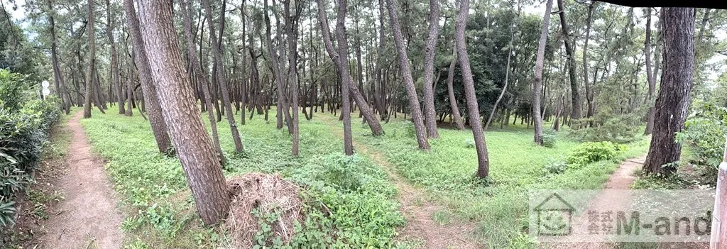 千本浜公園・千本松原（パノラマ）