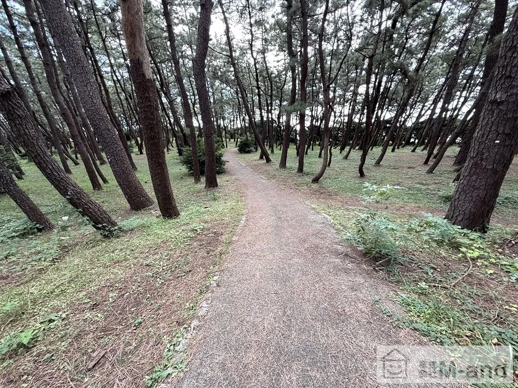 千本浜公園・千本松原